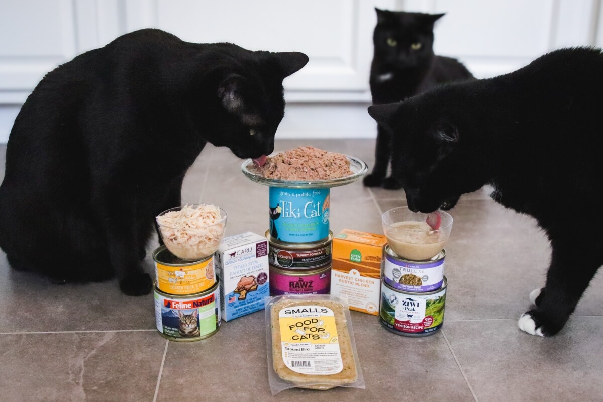  Best Wet Canned Cat Foods