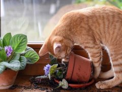 An orange cat peers into the pot of a tipped over houseplant on a windowsill.