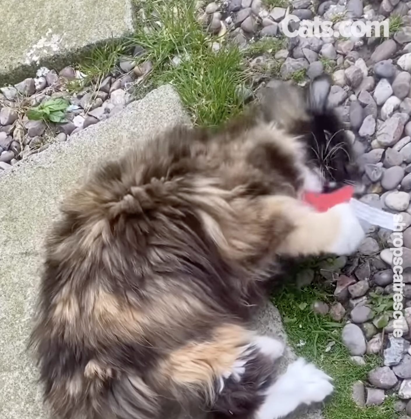 A senior villager plays with their toy outside