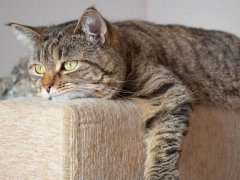 adult cat lies sad on the sofa