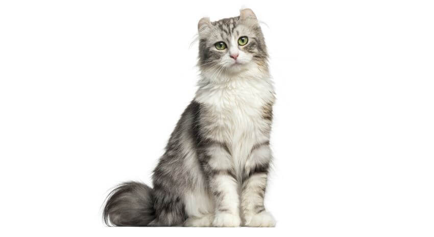 American Curl