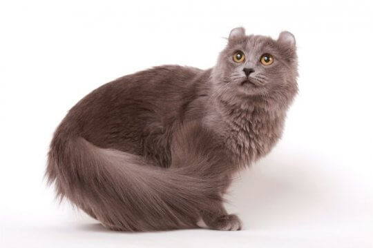 American Longhair