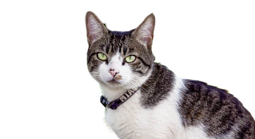 American Wirehair