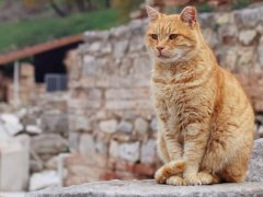 An orange cat sitting near stone ruins.