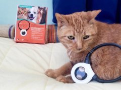 orange cat sitting with assisi loop pemf device