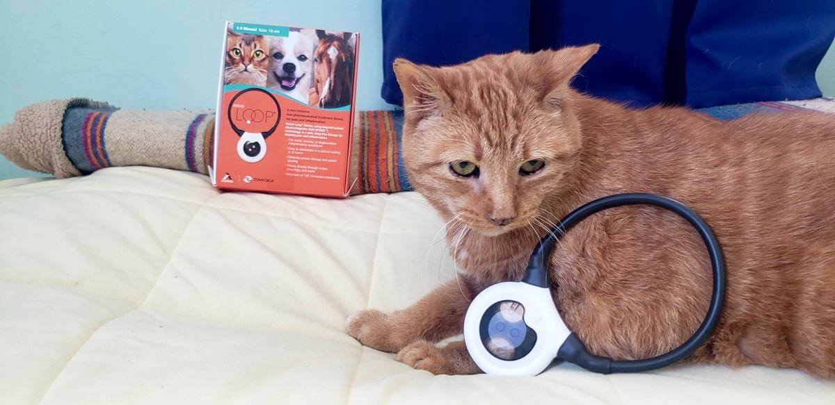 orange cat sitting with assisi loop pemf device