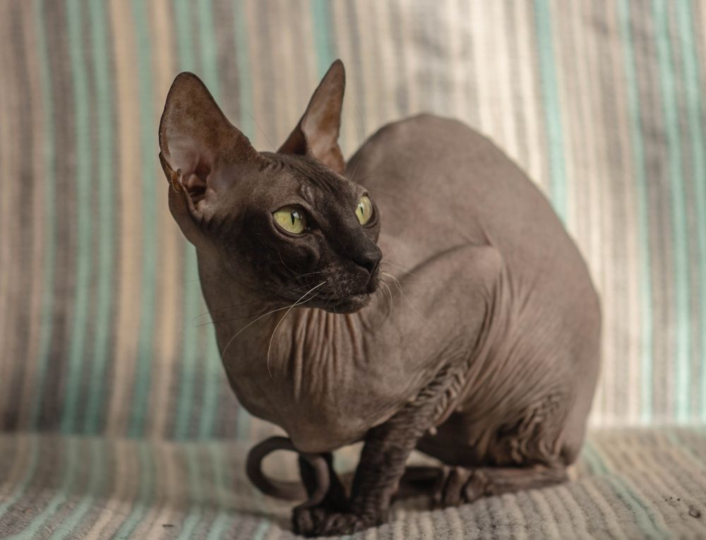 Beautiful cute Donskoy Sphynx cat