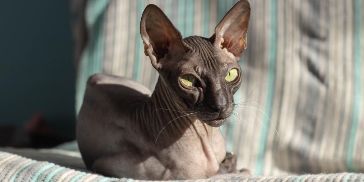 Beautiful cute hairless cat Donskoy Sphynx