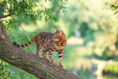 Picture of a cat confidently perched on a tree branch, showcasing its natural agility and curiosity while enjoying an elevated vantage point.