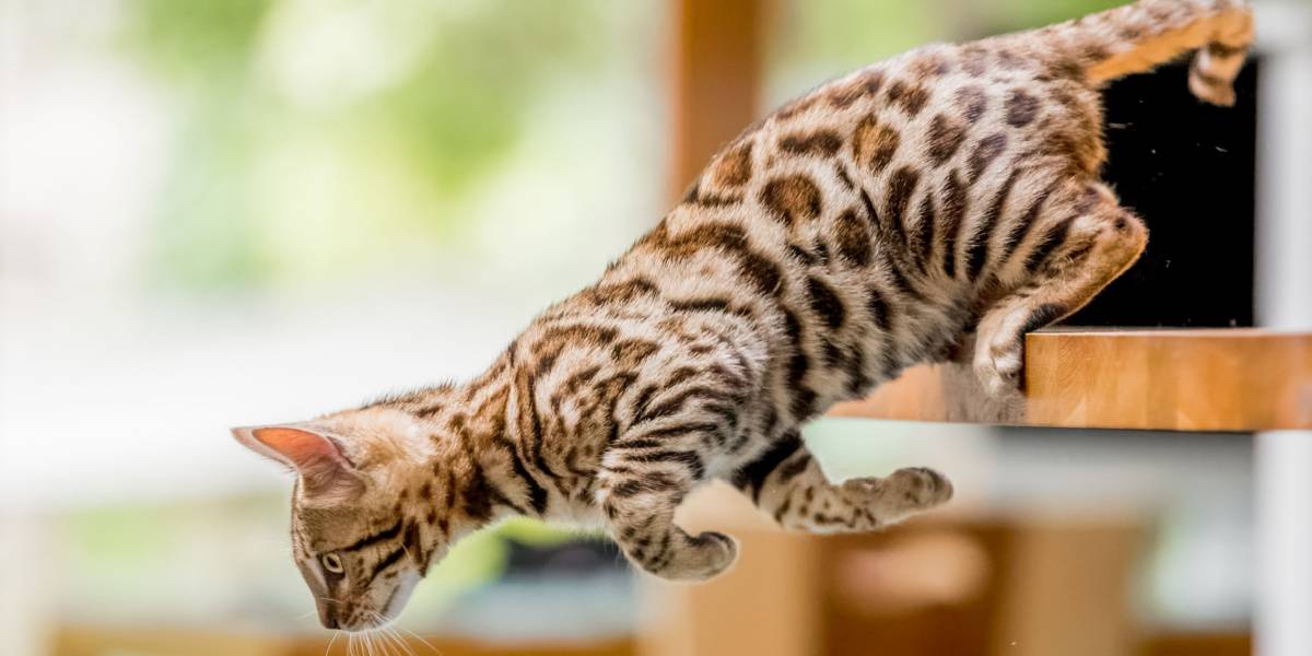 Warrior cat names: Bengal kitten jumping off a kitchen table