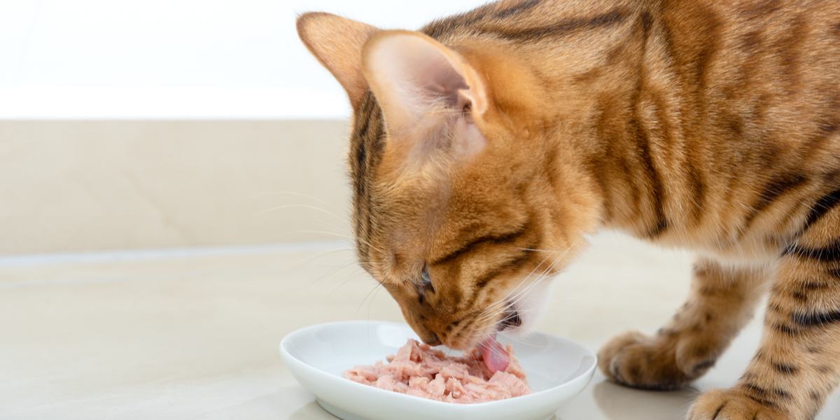 Image of a bowl filled with hypoallergenic cat food, specifically designed for cats with allergies or sensitivities.