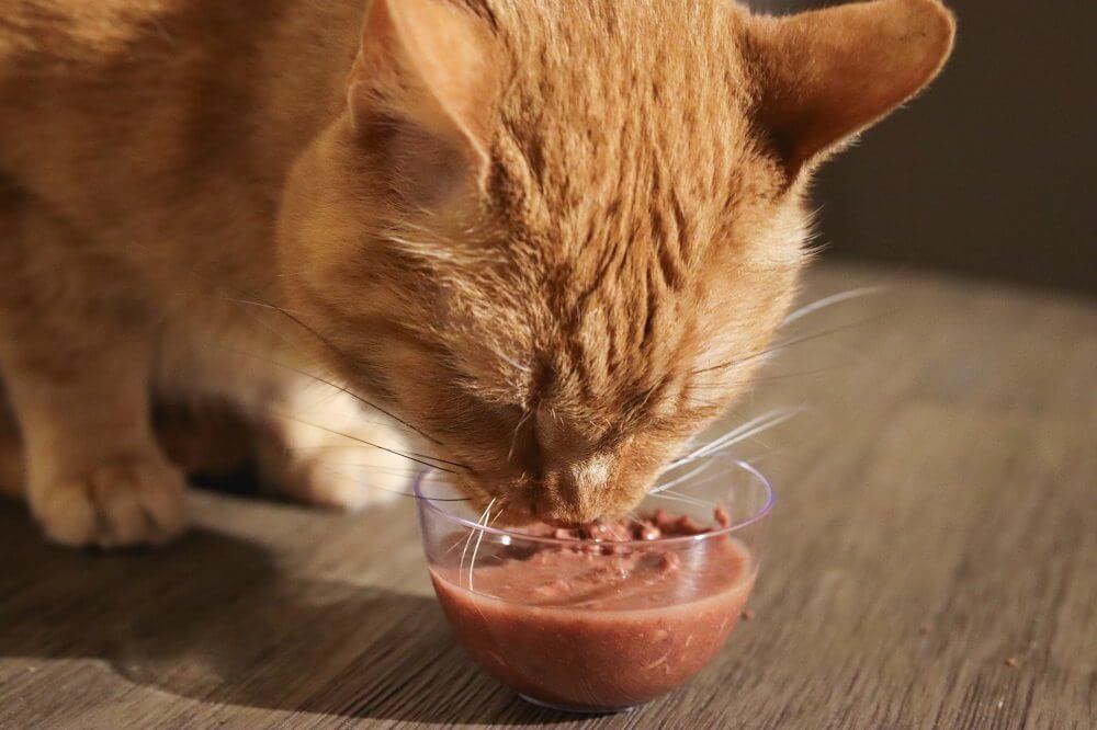 BFF Tuna & Pumpkin Valentine Dinner in Gravy Canned Cat Food