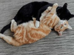 black and ginger cats lie playing together