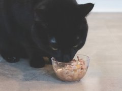 black cat eating Weruva Truluxe Steak Frites Dinner