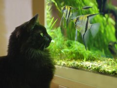 Black cat watching looking at aquarium fish.