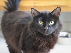 Black cat staring, a food bowl in the background