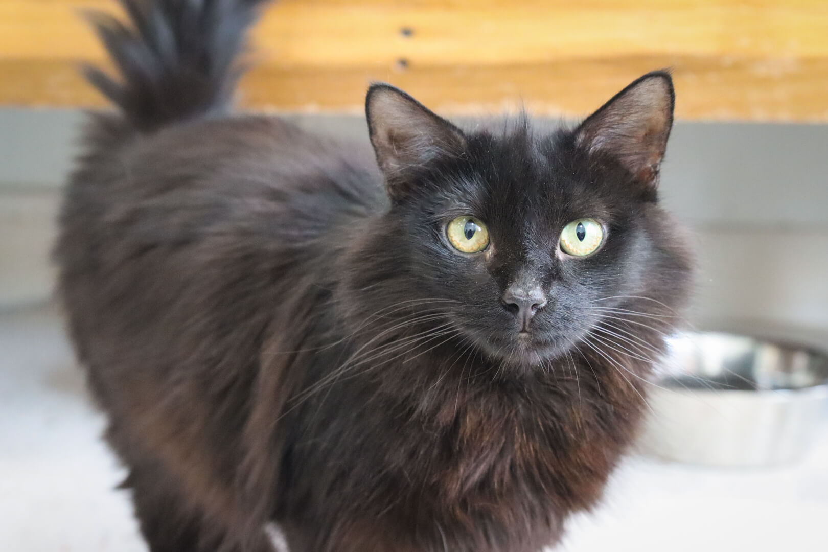 Black cat staring, a food bowl in the background