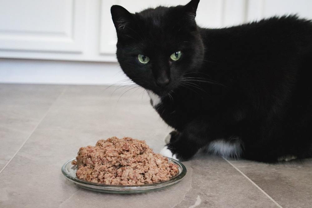 Black Short Hair Cat With Ziwi Peak Venison Recipe Pate Wet Cat Food