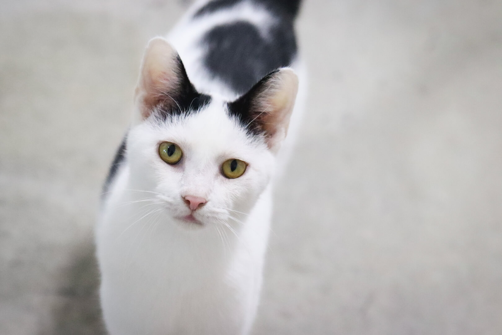 Black and white cat looking up into the camera