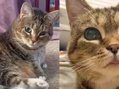 Blind Cat Found the Purrfect Forever Home