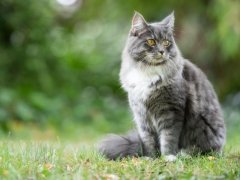 blue tabby maine coon cat sitting outdoor