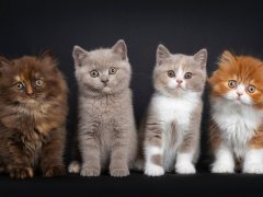 British Longhair kittens with different fur patterns, colors, and markings