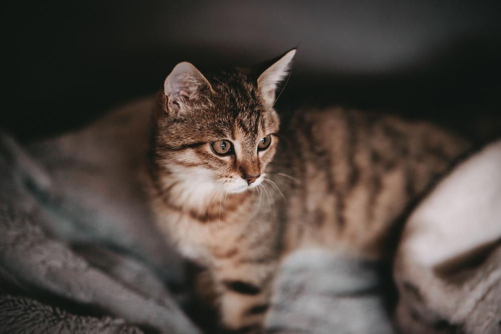 An image featuring a brown cat with an attentive gaze, looking away from the camera.