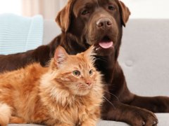 Cat and dog together on sofa