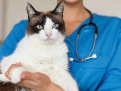 Cat at the vet getting ready for a neutering procedure.