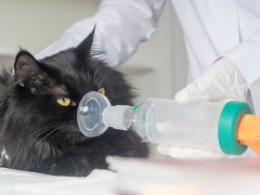 Cat being given an inhaler