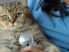 cat being held by veterinarian with stethoscope placed on the chest