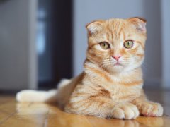 Cat Breeds Cost More to Insure Scottish Fold kitten