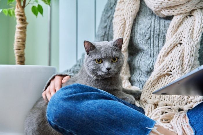 Cat close-up basking near owner