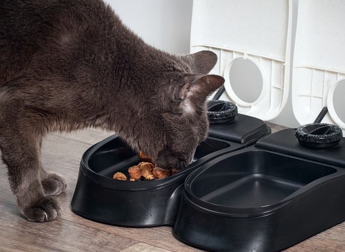 Cat eating dry food.