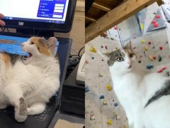 Cat Gets Adopted by Bouldering Gym