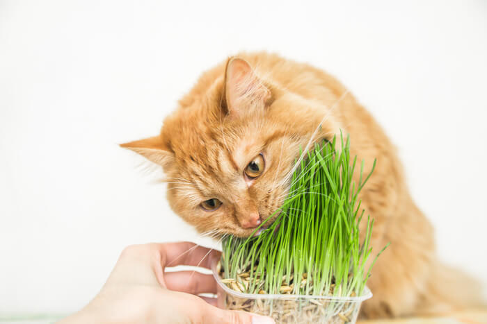 Cat eating grass