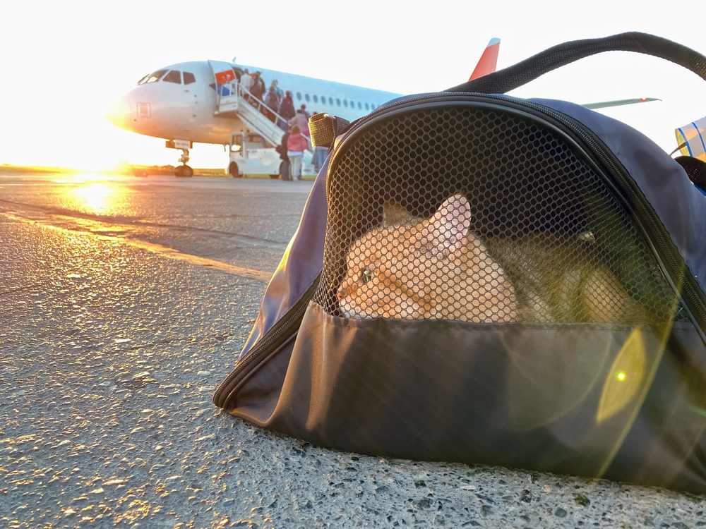 Cat in carrying case at airport in sunrise