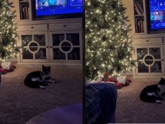 cat infront of christmas tree