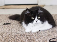 Cat lounging on a brown shag carpet, encompassed by black hair ties