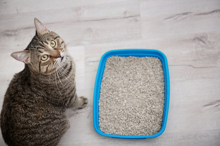 cat sitting next to a litter box and looking up