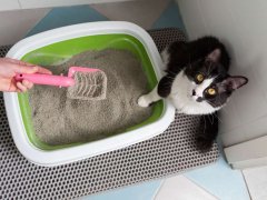 cat owner hand cleaning a cat litter box by scooping