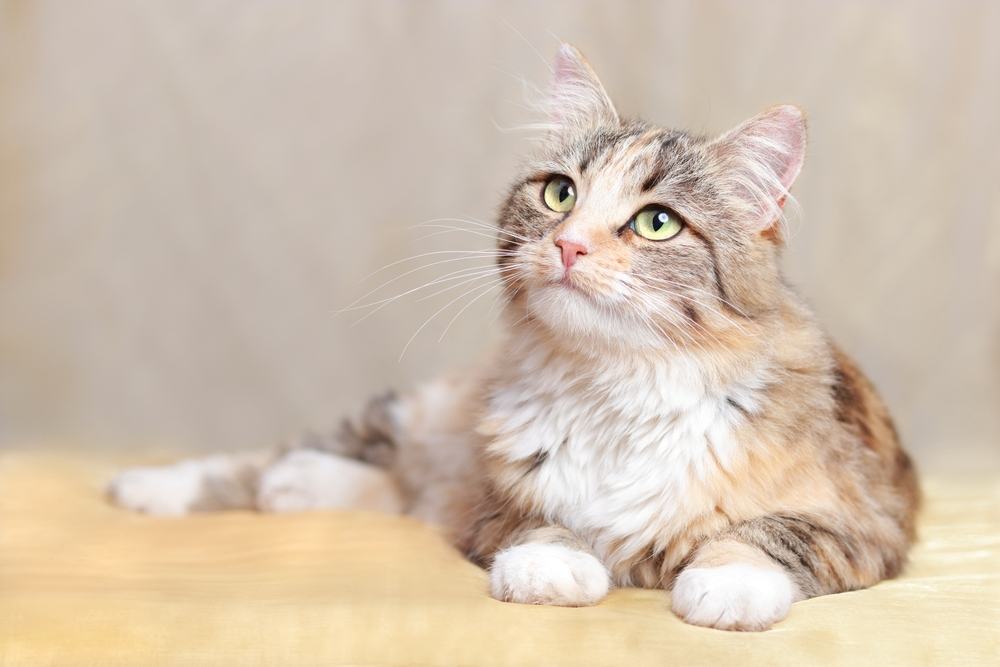 Warrior cat names: Fluffy cat rests on a orange blanket