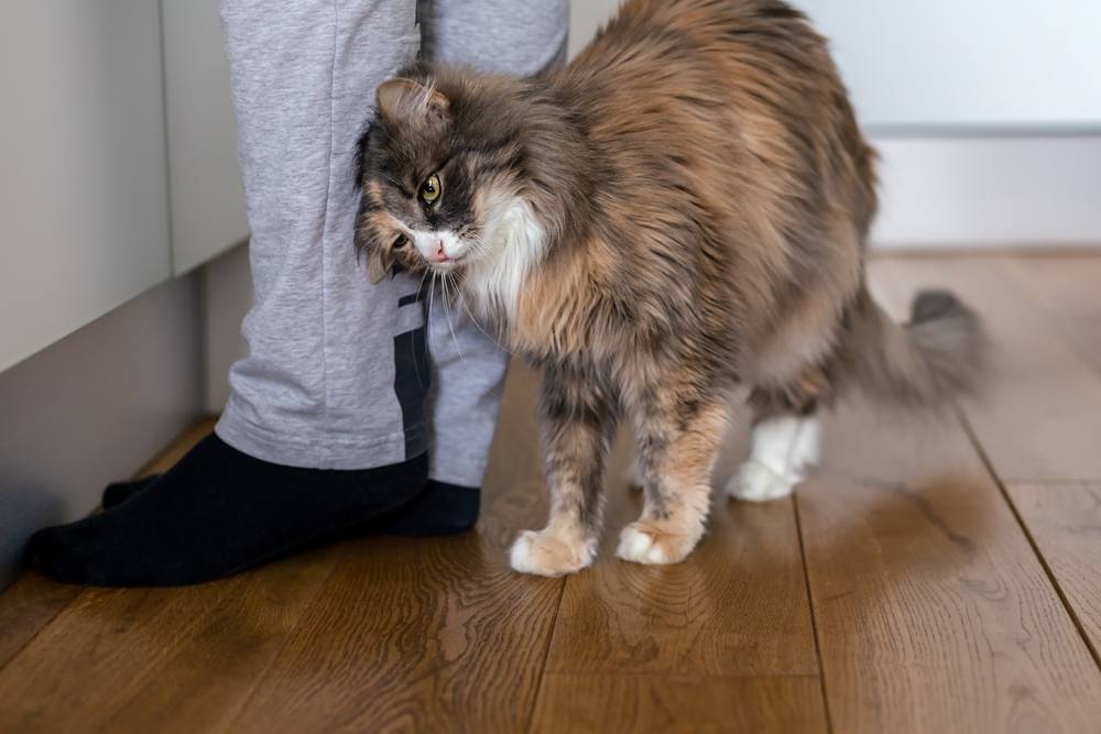 Cat rubs against human legs