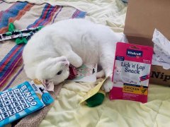 cat sleeping near kitnipbox with treats and toys