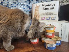 Cat testing Wonder Bound Cat Food