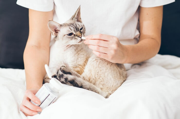 cat sitting on person's lap and looking at a pill