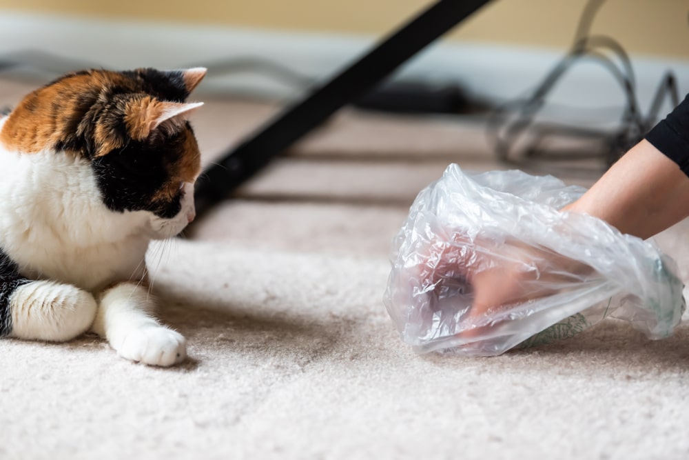 Cat vomiting hairball