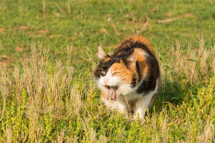 An image of a cat in the act of vomiting.