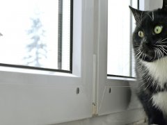 Cat watching bird on the window