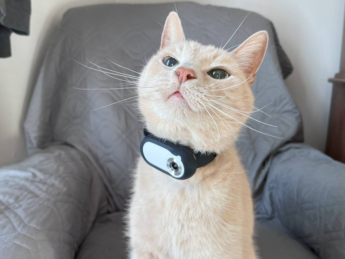 cat wearing Kestanlora Cat Collar Camera